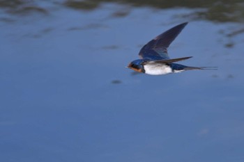 Barn Swallow 甲府市 Thu, 6/23/2022