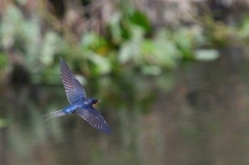 Barn Swallow 甲府市 Thu, 6/23/2022