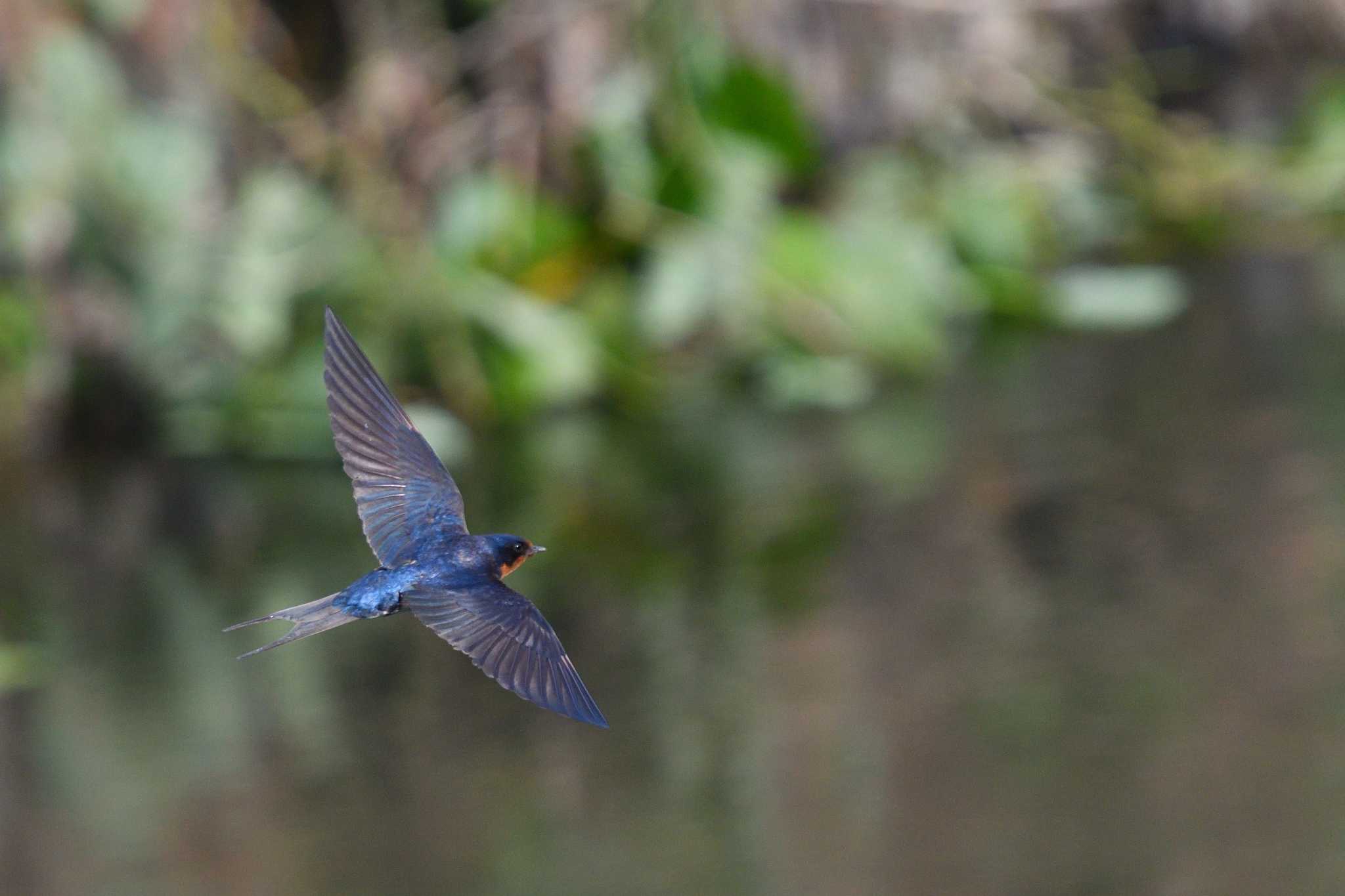 Photo of Barn Swallow at 甲府市 by しの