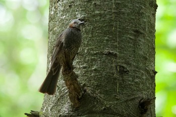 2022年6月22日(水) 北広島レクリエーションの森の野鳥観察記録