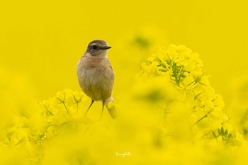 Amur Stonechat 北海道安平町 Mon, 6/6/2022