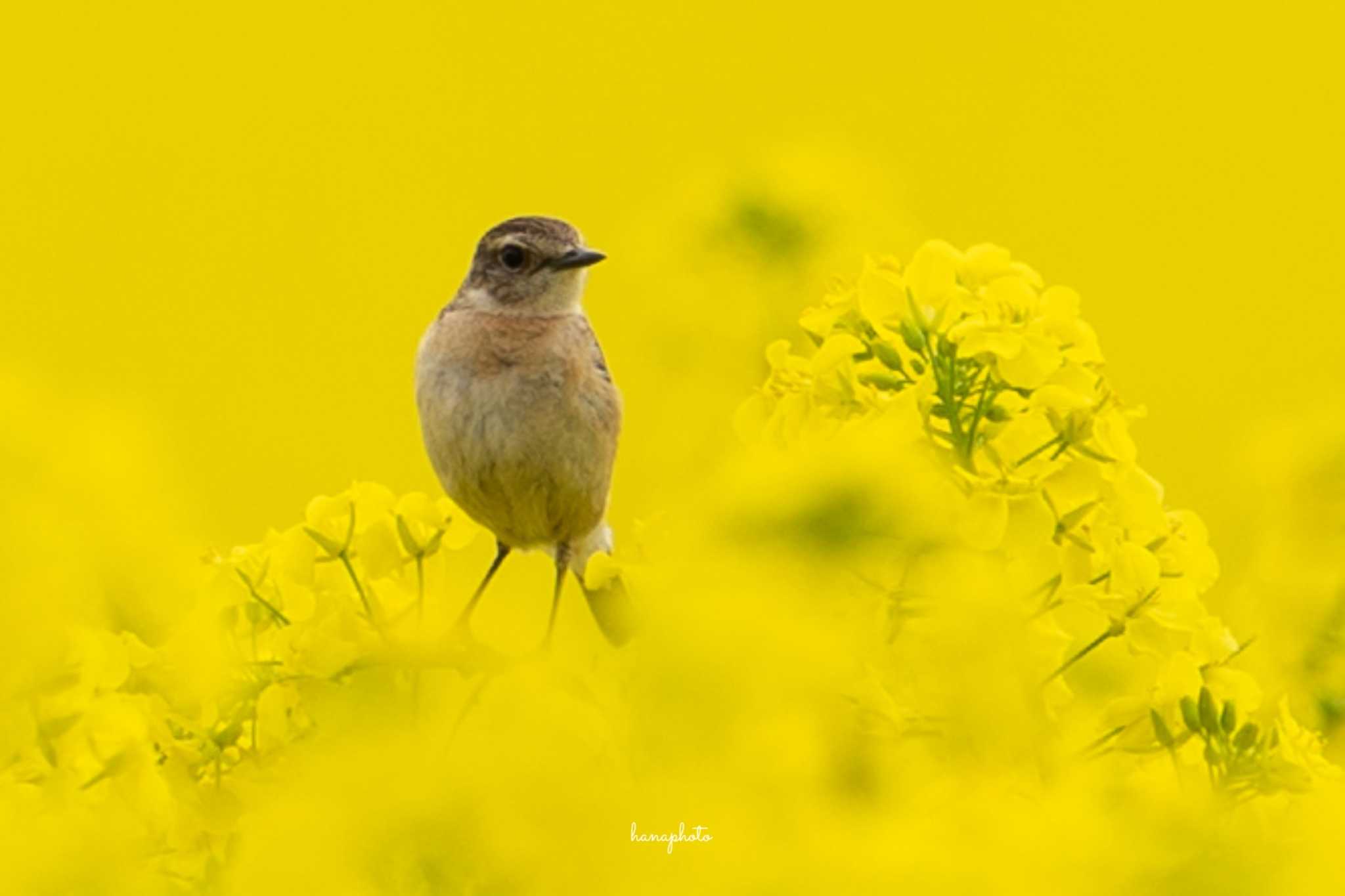 Photo of Amur Stonechat at 北海道安平町 by hana