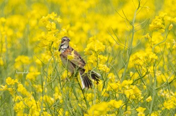 Chestnut-eared Bunting 北海道安平町 Mon, 6/6/2022