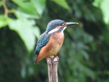 2022年6月23日(木) 舞岡公園の野鳥観察記録