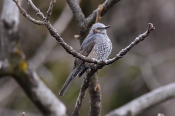 Brown-eared Bulbul Aobayama Park Sun, 1/22/2017