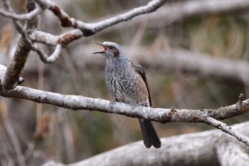 Brown-eared Bulbul Aobayama Park Sun, 1/22/2017