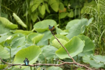 Common Kingfisher 弘前城公園 Thu, 6/23/2022
