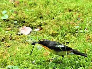 Narcissus Flycatcher 篠山公園 Wed, 6/8/2022