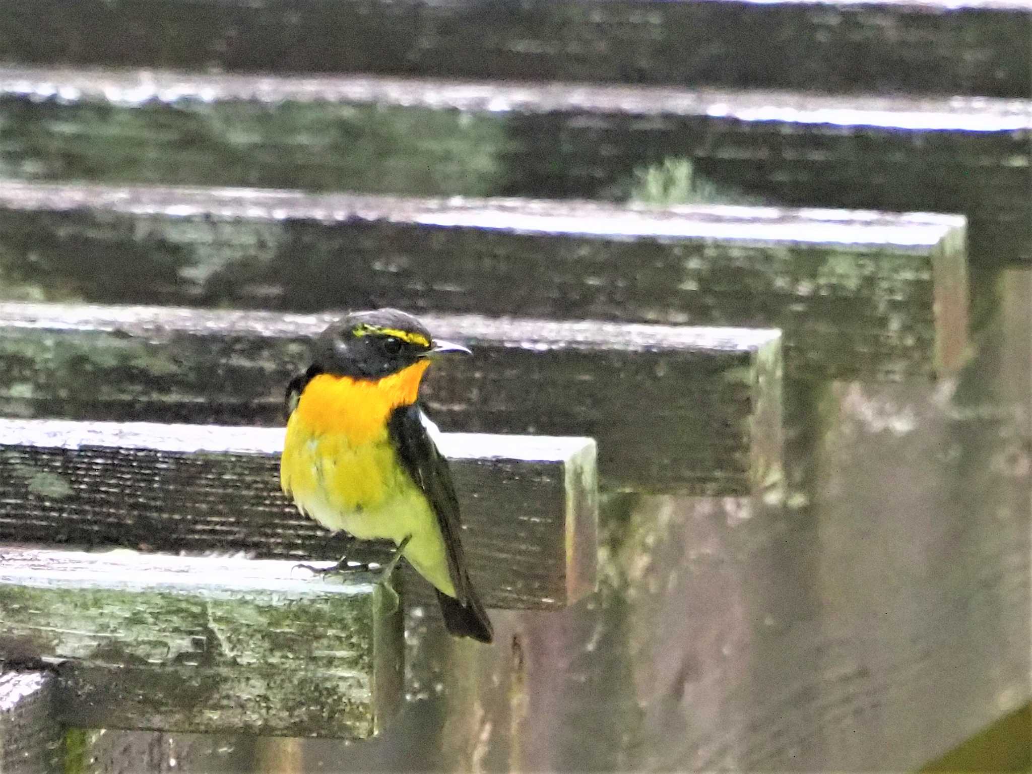 Photo of Narcissus Flycatcher at 篠山公園 by 44yuki 0mori