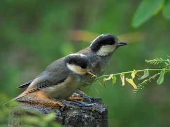 Varied Tit 廣田神社 Wed, 5/25/2022