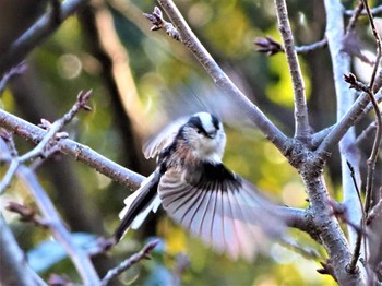 Long-tailed Tit 廣田神社 Sat, 2/5/2022