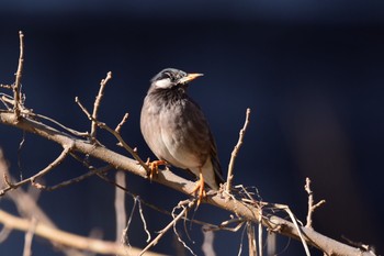 White-cheeked Starling 野川  調布市 Sat, 12/31/2016