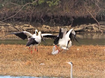 Oriental Stork Koyaike Park Tue, 2/22/2022