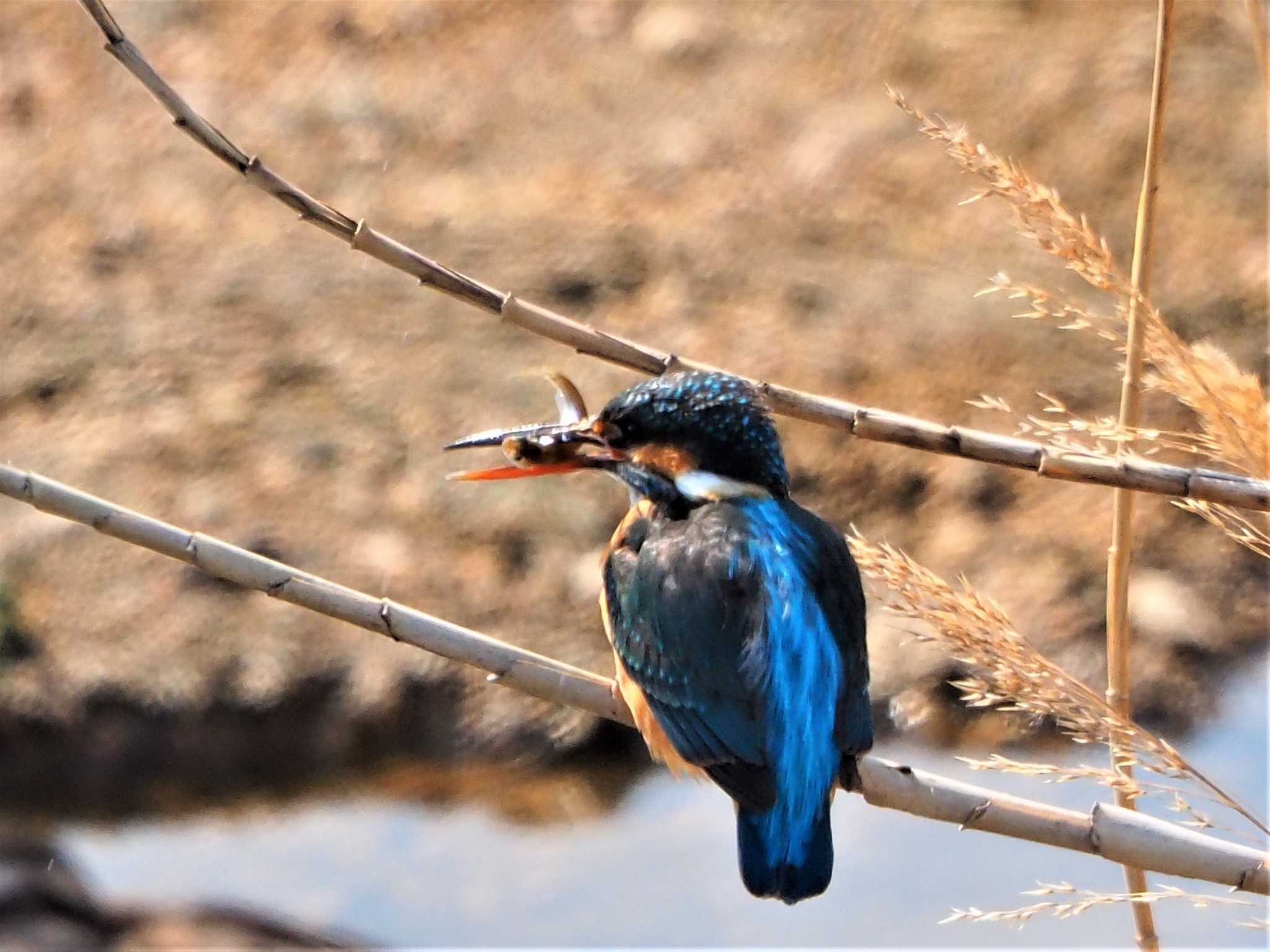 Photo of Common Kingfisher at 武庫川 by 44yuki 0mori