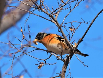 Brambling 武庫川 Thu, 2/17/2022