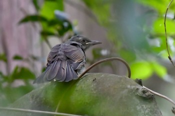 Blue-and-white Flycatcher 油山市民の森 Sun, 6/19/2022