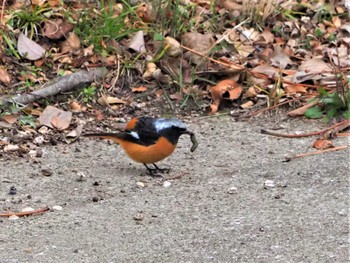 Daurian Redstart 武庫川 Fri, 3/4/2022