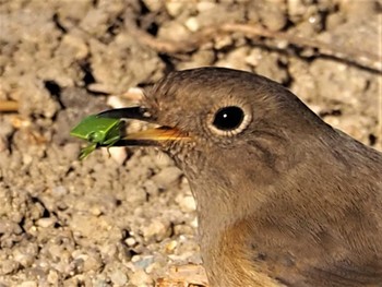 Daurian Redstart 西宮市内 Sat, 1/8/2022