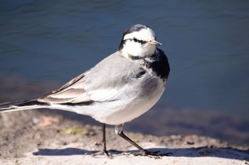 White Wagtail 野川  調布市 Sat, 12/31/2016