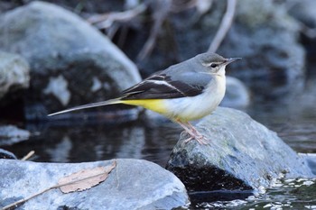 Grey Wagtail 野川  調布市 Thu, 12/29/2016