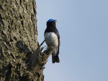 2022年5月3日(火) 普正寺ノ森の野鳥観察記録