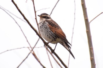 Dusky Thrush 野川  調布市 Sat, 2/13/2016