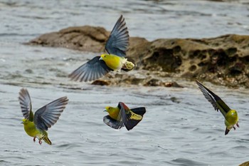 アオバト 大磯照ヶ崎海岸 2022年6月21日(火)