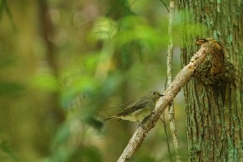 オオルリ 陣馬山 2022年5月18日(水)