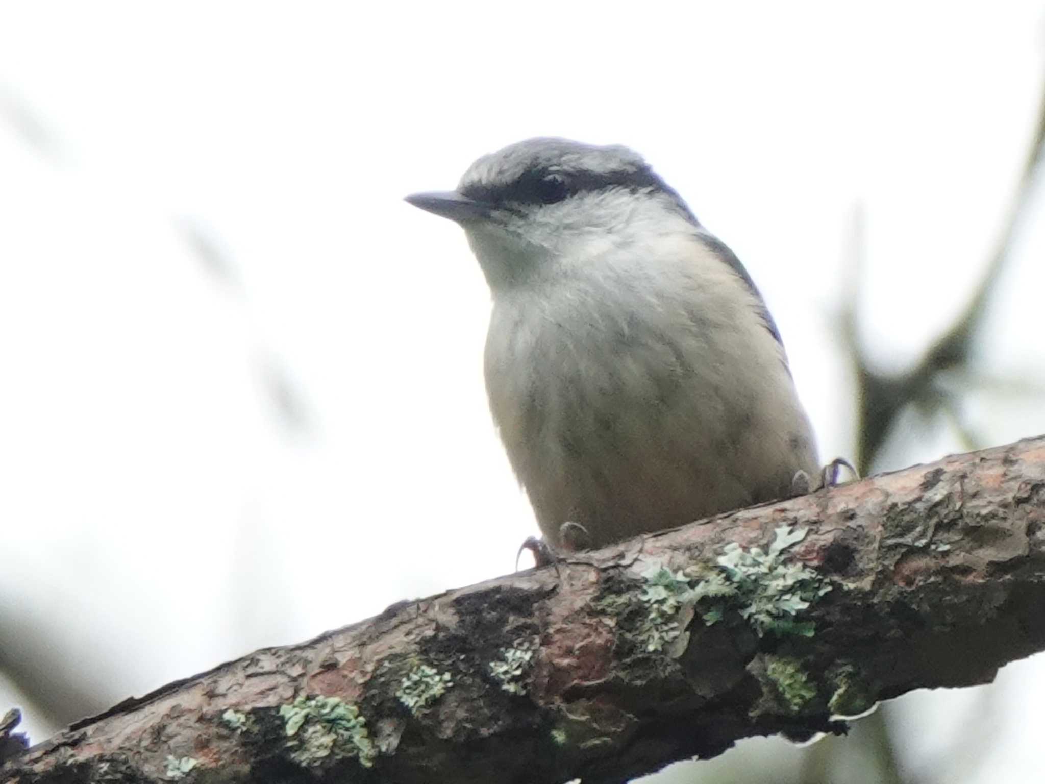 ゴジュウカラ