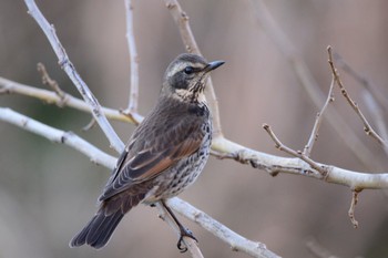 Dusky Thrush 野川  調布市 Thu, 12/29/2016