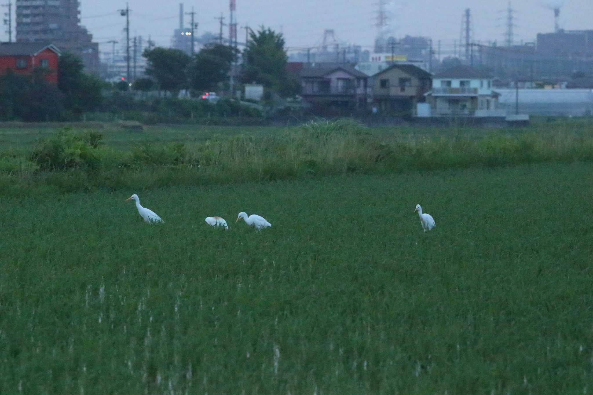 知多市34°59'21.3"N 136°53'17.9"E アマサギの写真 by 佐藤 好生