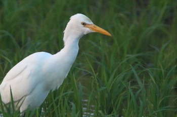 Eastern Cattle Egret 知多市34°59'21.3"N 136°53'17.9"E Thu, 6/23/2022