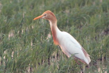 Eastern Cattle Egret 知多市34°59'21.3"N 136°53'17.9"E Thu, 6/23/2022