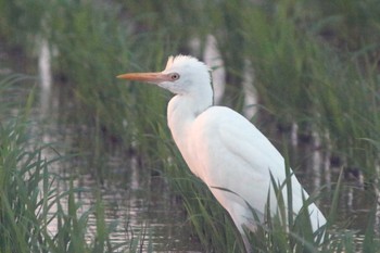 Eastern Cattle Egret 知多市34°59'21.3"N 136°53'17.9"E Thu, 6/23/2022