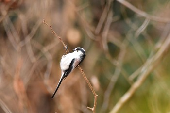 エナガ 宮城県塩釜市・伊保石公園 2018年1月5日(金)