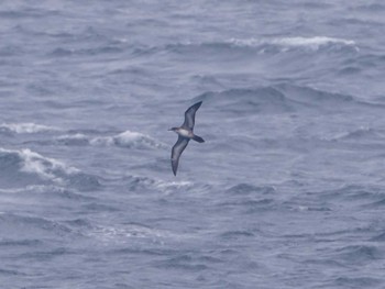 Wedge-tailed Shearwater 八丈島航路 Wed, 6/22/2022