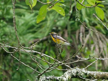 Narcissus Flycatcher 八王子城跡 Thu, 6/23/2022