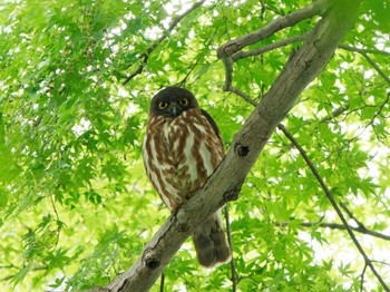 Thu, 6/23/2022 Birding report at 神社(八王子市)