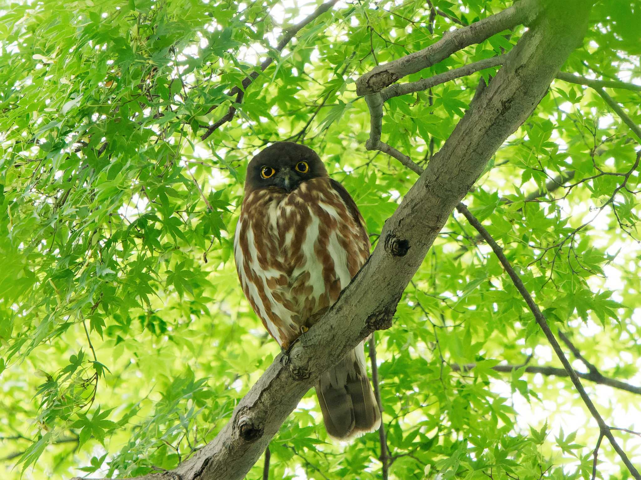 神社(八王子市) アオバズクの写真 by 丁稚