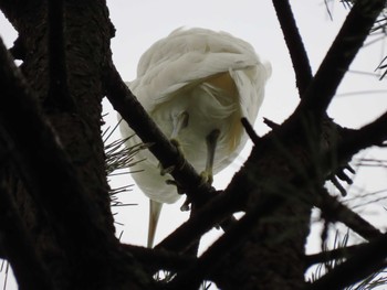 Little Egret 横十間川親水公園・仙台堀川公園（東京都江東区） Fri, 6/24/2022