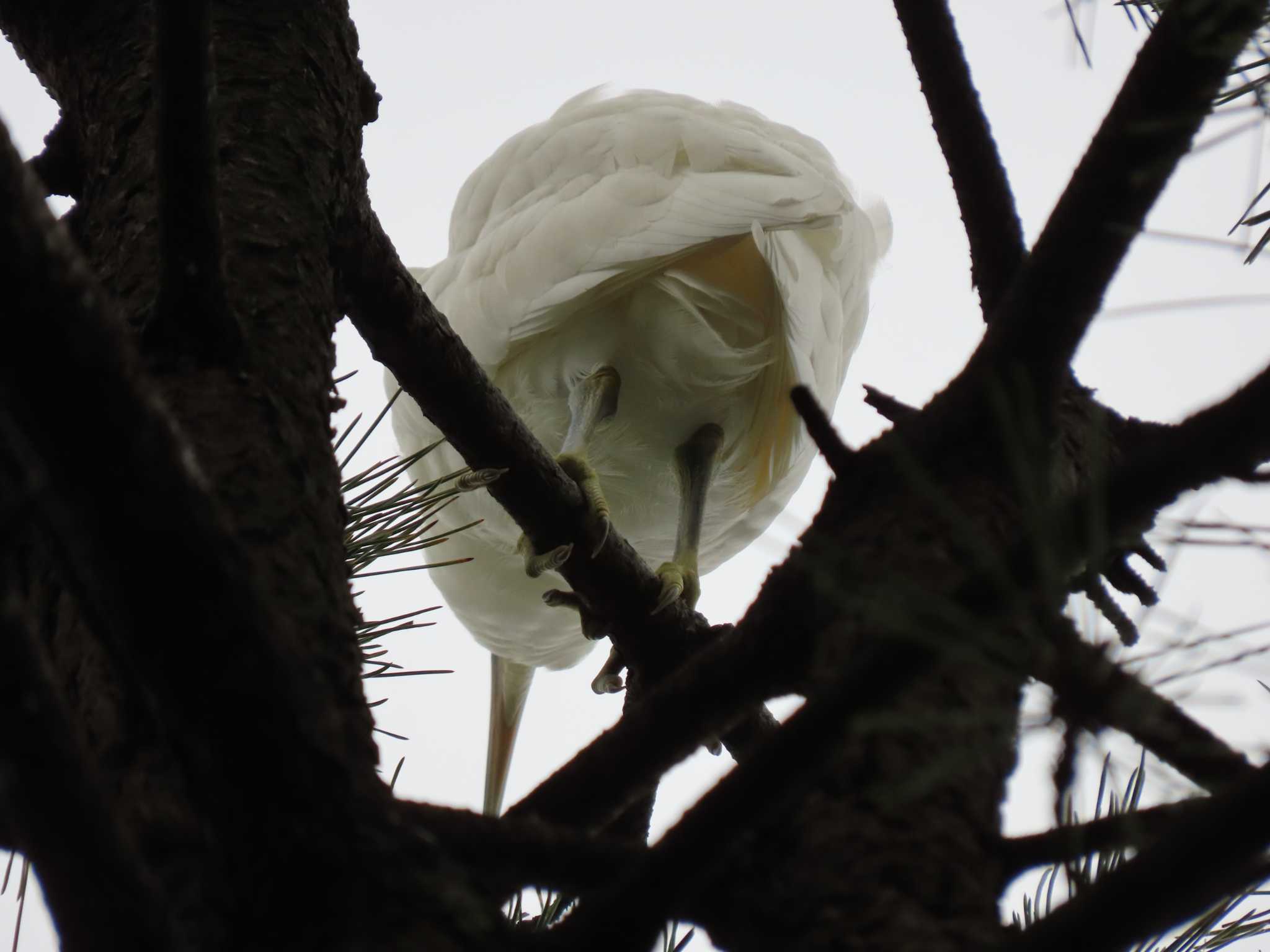 Photo of Little Egret at 横十間川親水公園・仙台堀川公園（東京都江東区） by のぐち