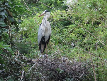 Grey Heron 横十間川親水公園・仙台堀川公園（東京都江東区） Fri, 6/24/2022