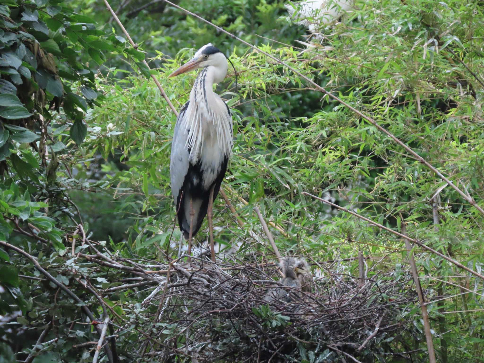 Grey Heron