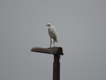 Little Egret 横十間川親水公園・仙台堀川公園（東京都江東区） Fri, 6/24/2022