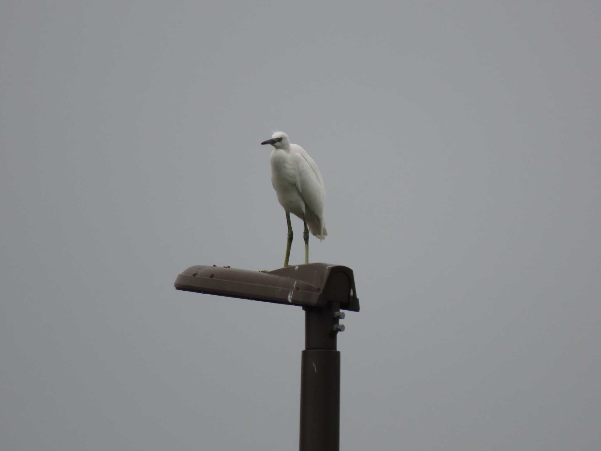 Little Egret