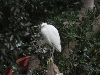 Little Egret 横十間川親水公園・仙台堀川公園（東京都江東区） Fri, 6/24/2022