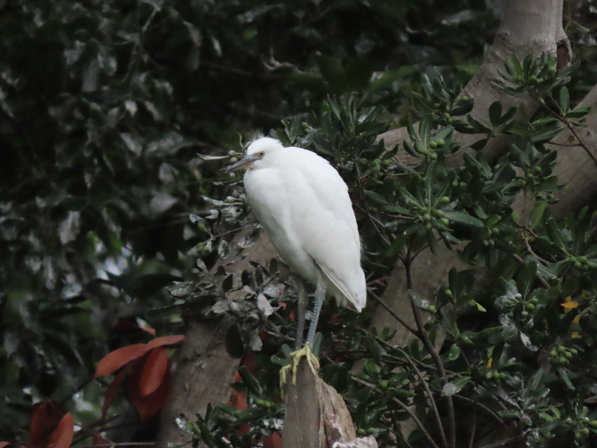 Photo of Little Egret at 横十間川親水公園・仙台堀川公園（東京都江東区） by のぐち