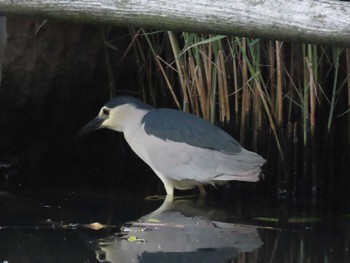 Black-crowned Night Heron 横十間川親水公園・仙台堀川公園（東京都江東区） Fri, 6/24/2022