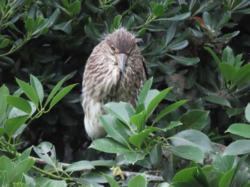 Black-crowned Night Heron 横十間川親水公園・仙台堀川公園（東京都江東区） Fri, 6/24/2022