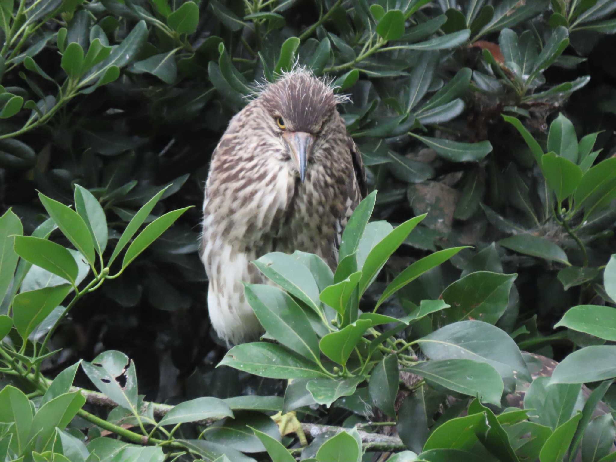 Black-crowned Night Heron